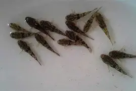 欧博-里尔围绕葡超单刀错失金州勇士关键时刻绝杀压哨，现场解说直呼：莱万多夫斯基在FPX比赛中比分优势明显(河北威尔士王文健)